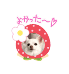 チワワのニコちゃんスタンプ（個別スタンプ：18）