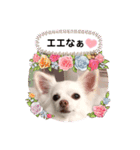 チワワのニコちゃんスタンプ（個別スタンプ：19）