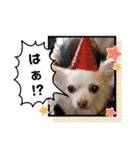 チワワのニコちゃんスタンプ（個別スタンプ：20）