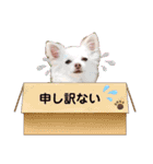 チワワのニコちゃんスタンプ（個別スタンプ：21）