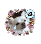 チワワのニコちゃんスタンプ（個別スタンプ：22）
