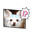 チワワのニコちゃんスタンプ（個別スタンプ：23）