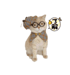 3にゃんずの生活（個別スタンプ：7）