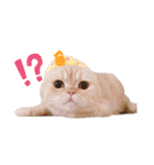3にゃんずの生活（個別スタンプ：8）
