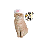 3にゃんずの生活（個別スタンプ：11）