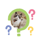 3にゃんずの生活（個別スタンプ：12）