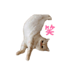 3にゃんずの生活（個別スタンプ：18）