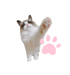 3にゃんずの生活（個別スタンプ：22）