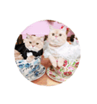 3にゃんずの生活（個別スタンプ：23）