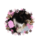 保護猫黒ちゃんの日課(仮)（個別スタンプ：1）