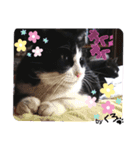 保護猫黒ちゃんの日課(仮)（個別スタンプ：2）