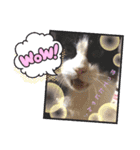 保護猫黒ちゃんの日課(仮)（個別スタンプ：4）
