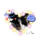 保護猫黒ちゃんの日課(仮)（個別スタンプ：5）