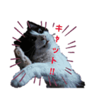 保護猫黒ちゃんの日課(仮)（個別スタンプ：7）