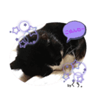 保護猫黒ちゃんの日課(仮)（個別スタンプ：8）