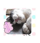保護猫黒ちゃんの日課(仮)（個別スタンプ：9）