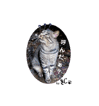 保護猫黒ちゃんの日課(仮)（個別スタンプ：10）