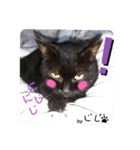 保護猫黒ちゃんの日課(仮)（個別スタンプ：11）