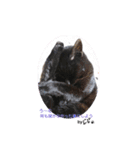 保護猫黒ちゃんの日課(仮)（個別スタンプ：12）