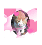 保護猫黒ちゃんの日課(仮)（個別スタンプ：16）