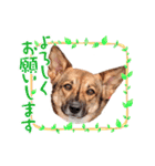 SUZUNBO  CHANNEL（個別スタンプ：2）