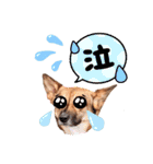 SUZUNBO  CHANNEL（個別スタンプ：14）
