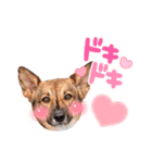SUZUNBO  CHANNEL（個別スタンプ：15）