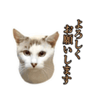 近所のノラさんズ（個別スタンプ：1）