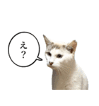 近所のノラさんズ（個別スタンプ：2）