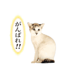 近所のノラさんズ（個別スタンプ：3）