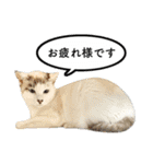 近所のノラさんズ（個別スタンプ：4）