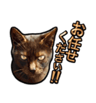 近所のノラさんズ（個別スタンプ：5）