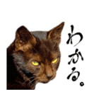 近所のノラさんズ（個別スタンプ：6）