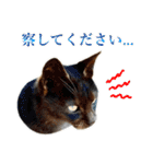 近所のノラさんズ（個別スタンプ：7）