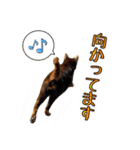 近所のノラさんズ（個別スタンプ：8）