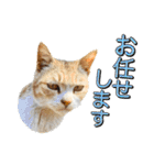 近所のノラさんズ（個別スタンプ：9）