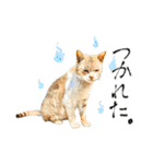 近所のノラさんズ（個別スタンプ：11）