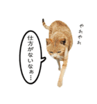 近所のノラさんズ（個別スタンプ：12）