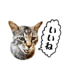 近所のノラさんズ（個別スタンプ：13）