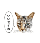近所のノラさんズ（個別スタンプ：14）