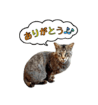 近所のノラさんズ（個別スタンプ：15）