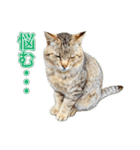 近所のノラさんズ（個別スタンプ：17）