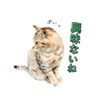 近所のノラさんズ（個別スタンプ：18）