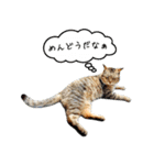 近所のノラさんズ（個別スタンプ：19）