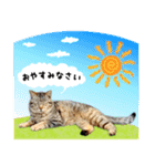 近所のノラさんズ（個別スタンプ：20）