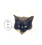 近所のノラさんズ（個別スタンプ：21）