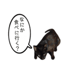 近所のノラさんズ（個別スタンプ：24）
