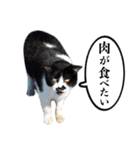 近所のノラさんズ（個別スタンプ：25）
