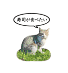 近所のノラさんズ（個別スタンプ：26）