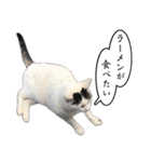 近所のノラさんズ（個別スタンプ：28）
